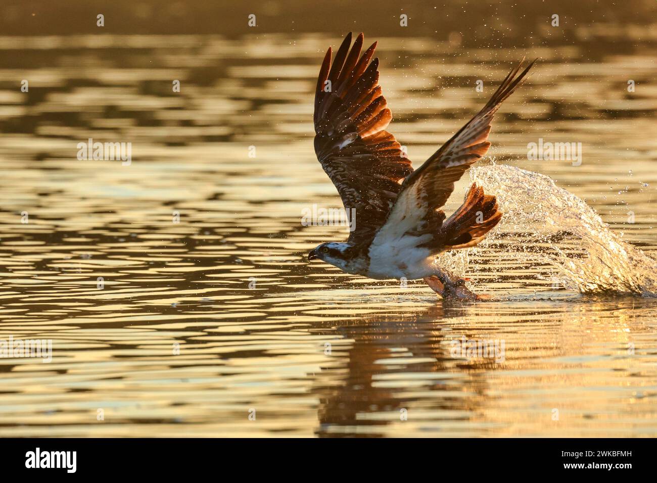 falchi rossi, falchi di pesce (Pandion haliaetus), pesci catturati dalle streghe sull'acqua all'alba, vista laterale, Germania, Meclemburgo-Pomerania occidentale, Malchiner SEE Foto Stock