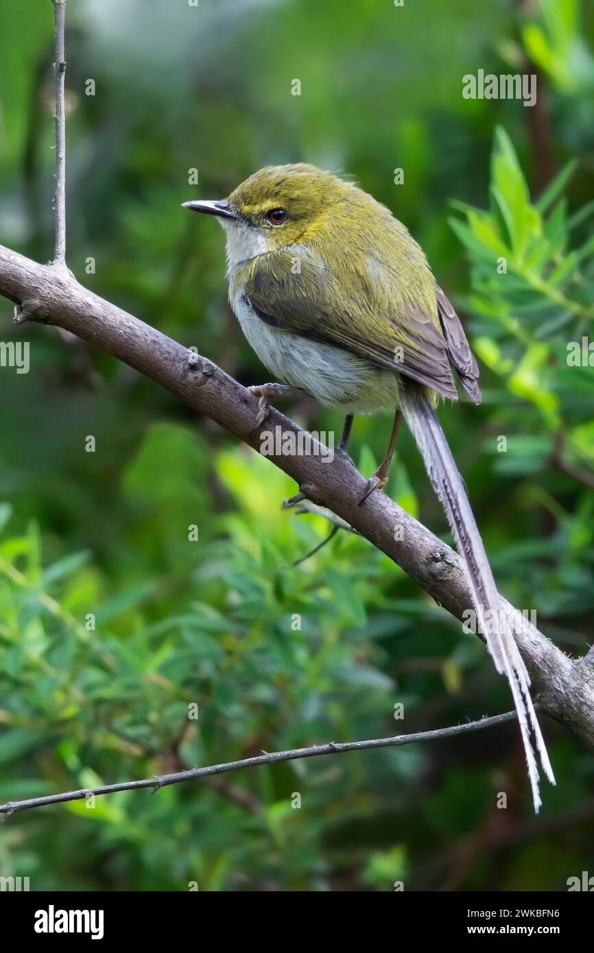 Coda lunga verde (Urolais epichlorus), arroccato su un ramo in una foresta di montain asciutta, Guinea Equatoriale Foto Stock