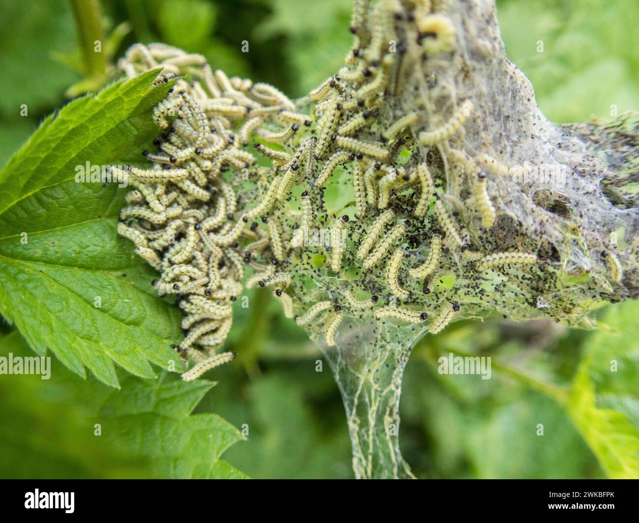 Piccolo guscio di tartaruga (Aglais orticae, Nymphalis orticae), molti giovani caterpillars su una foglia di ortica, Germania Foto Stock