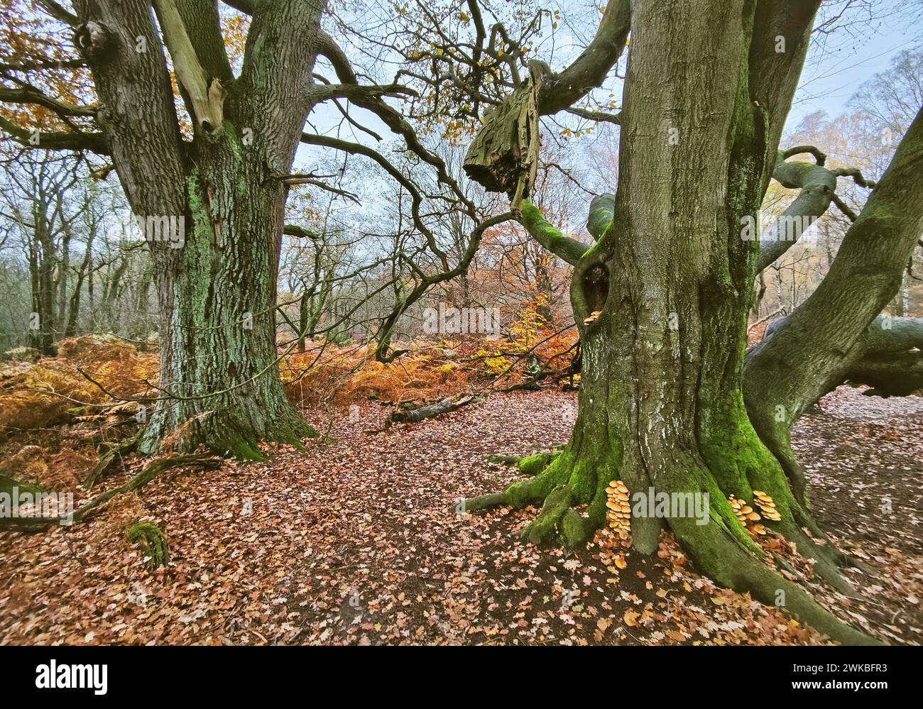Vecchi alberi nella foresta primordiale di Sababurg in autunno, Germania, Assia, Gutsbezirk Reinhardswald Foto Stock
