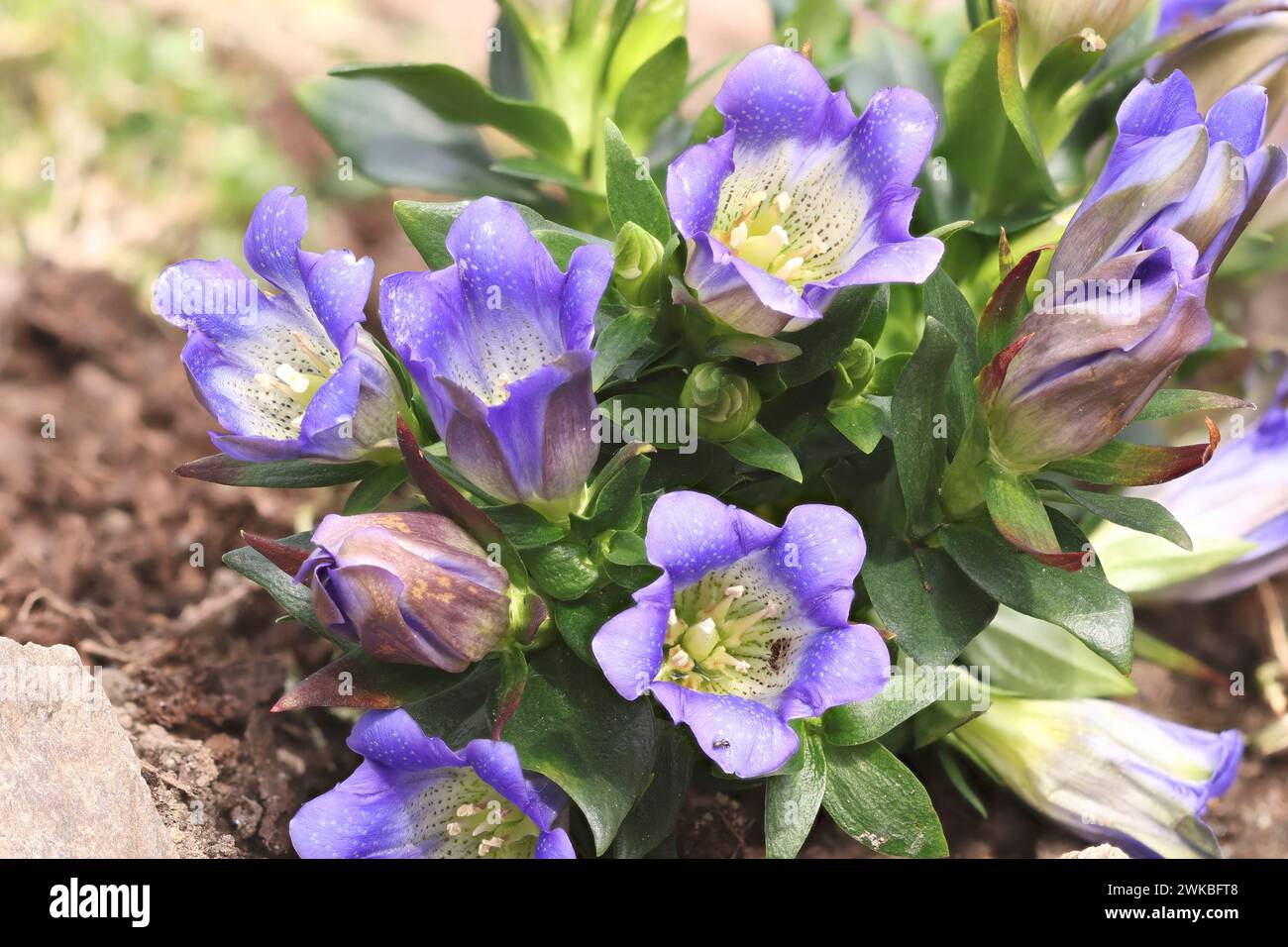 Genziana giapponese (Gentiana scabra), in fiore Foto Stock