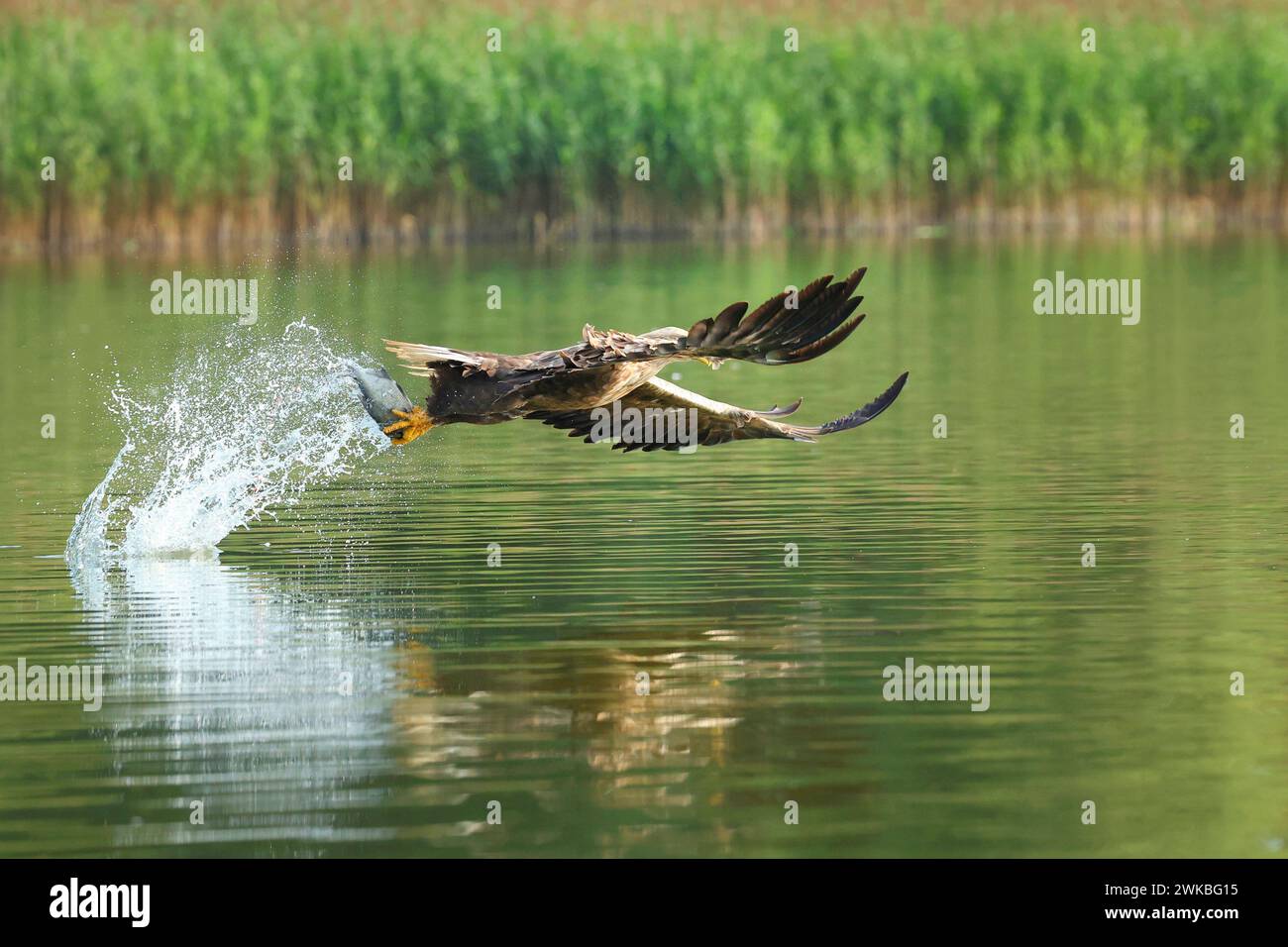 Aquila di mare dalla coda bianca (Haliaeetus albicilla), cattura di un pesce in volo, vista laterale, Germania, Meclemburgo-Pomerania occidentale, Malchiner SEE Foto Stock