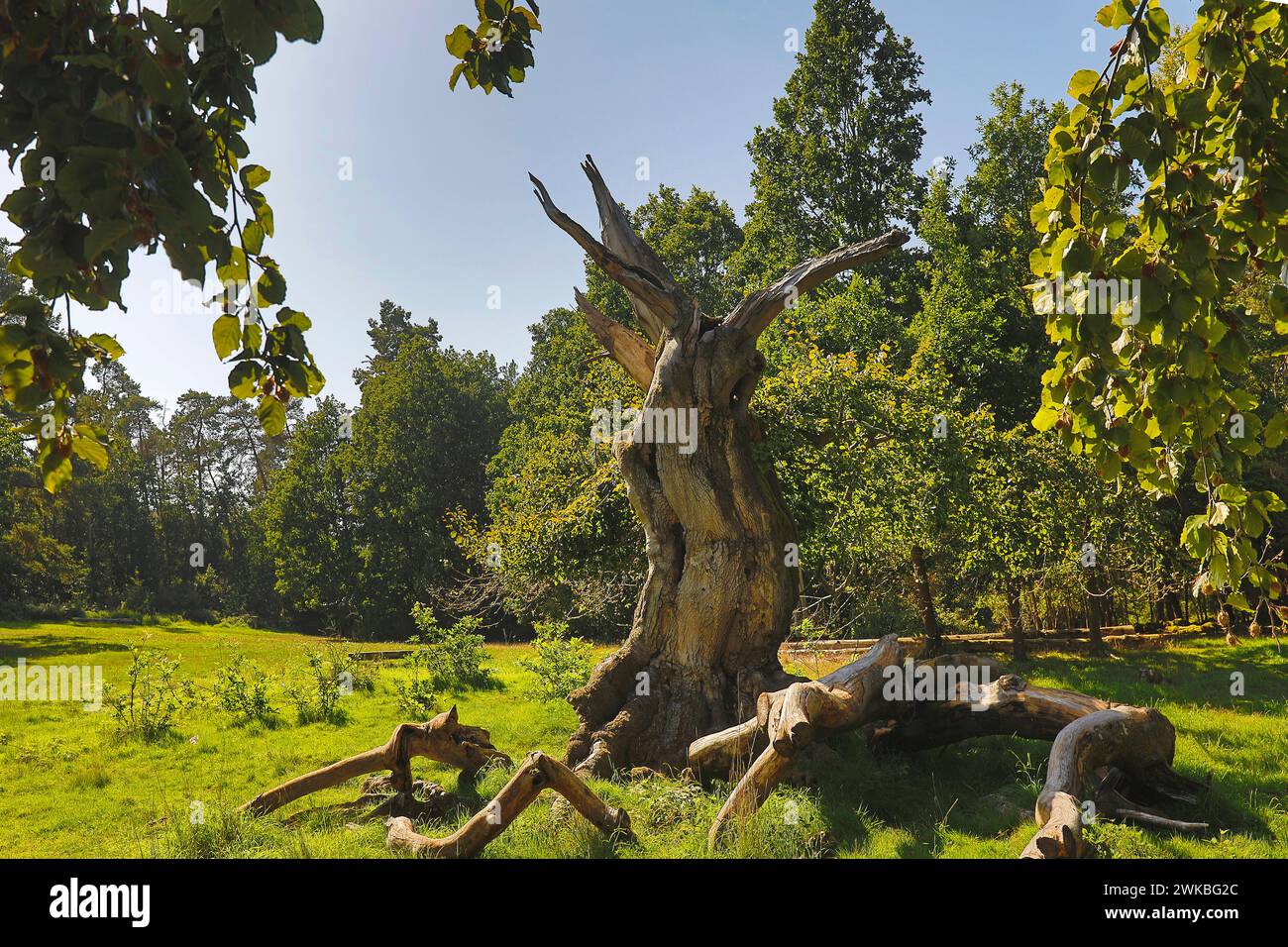 Faggio comune (Fagus sylvatica), albero morto a Hutewald Halloh, Germania, Assia, Parco Nazionale di Kellerwald, Albertshausen Foto Stock