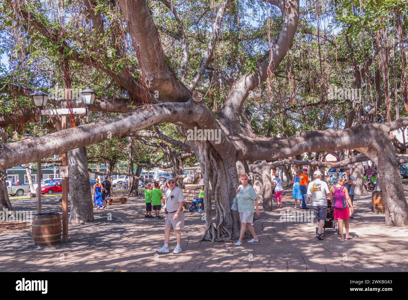 Il Banyan Tree è stata piantata in aprile, 1873 e celebrato il cinquantesimo anniversario di Christian opera missionaria in Lahaina. La struttura è stata importata dall'India Foto Stock