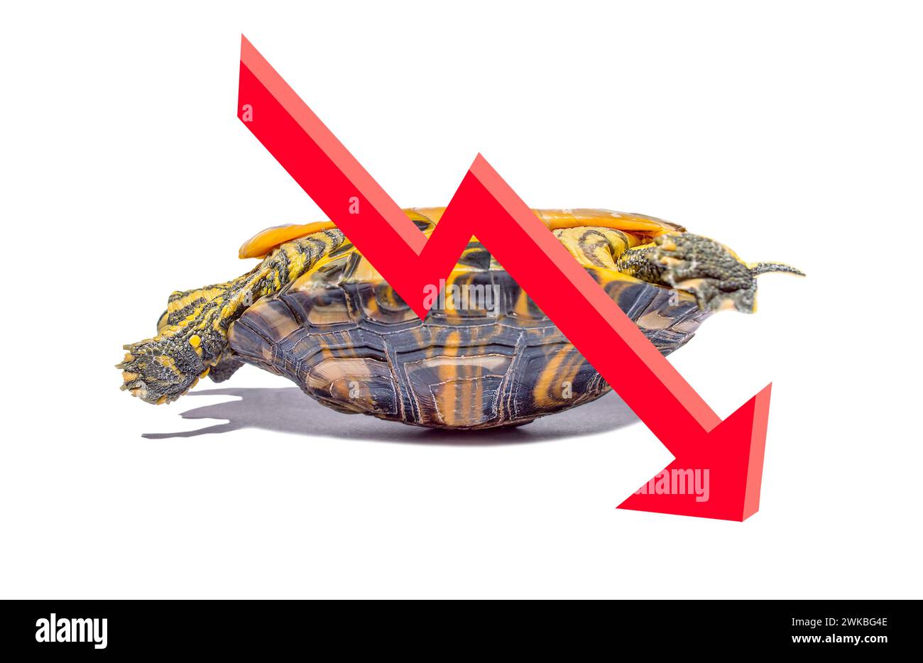 Grafico discendente con una tartaruga con problemi in posizione capovolta. Foto Stock Grafico discendente con una tartaruga con problemi in posizione capovolta. Foto Stock