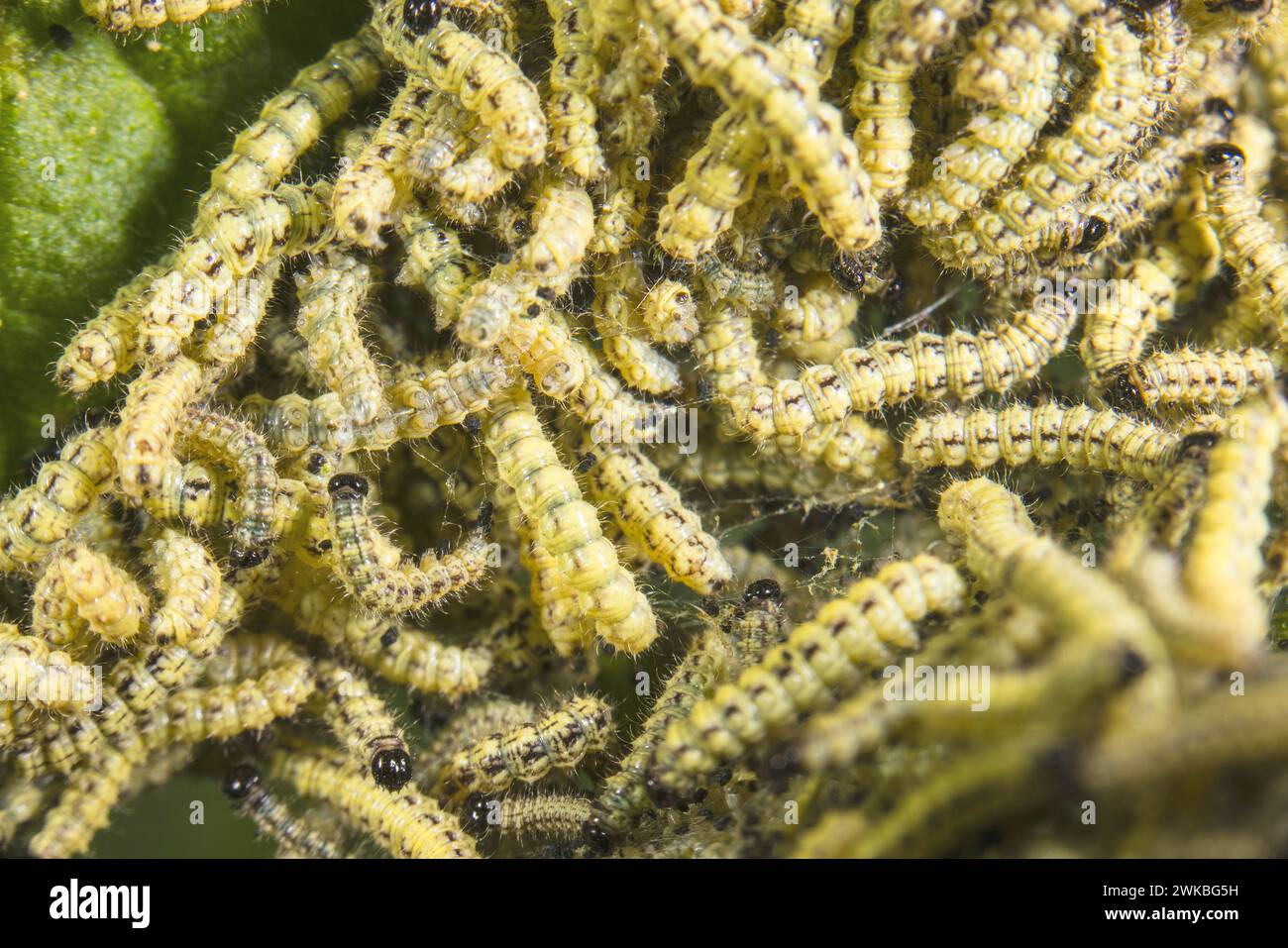 Piccolo guscio di tartaruga (Aglais orticae, Nymphalis orticae), giovani caterpillars su una foglia di ortica, Germania Foto Stock