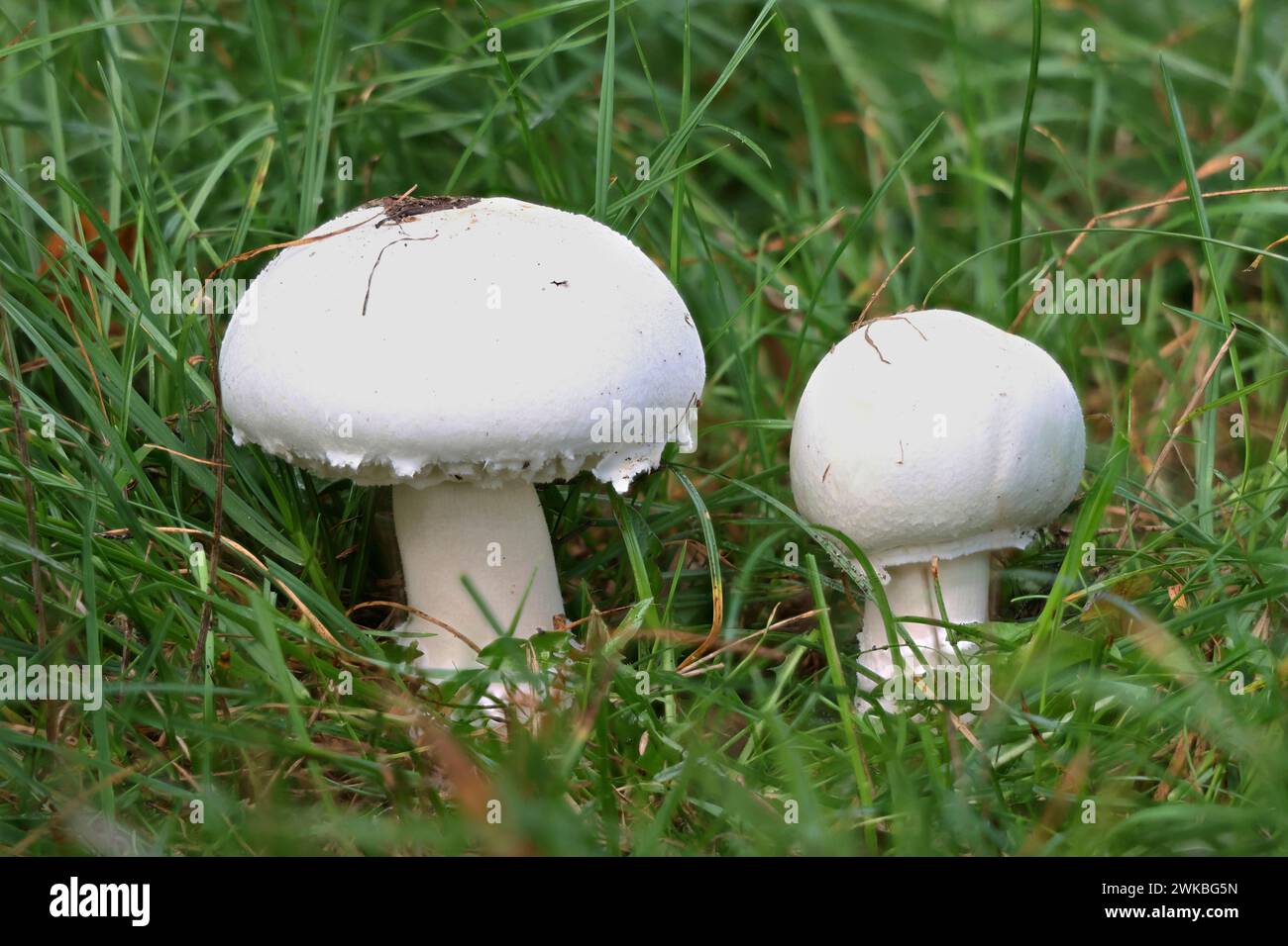Fungo di campo (Agaricus campestris), due funghi prati in un prato, Germania, Meclemburgo-Pomerania occidentale Foto Stock