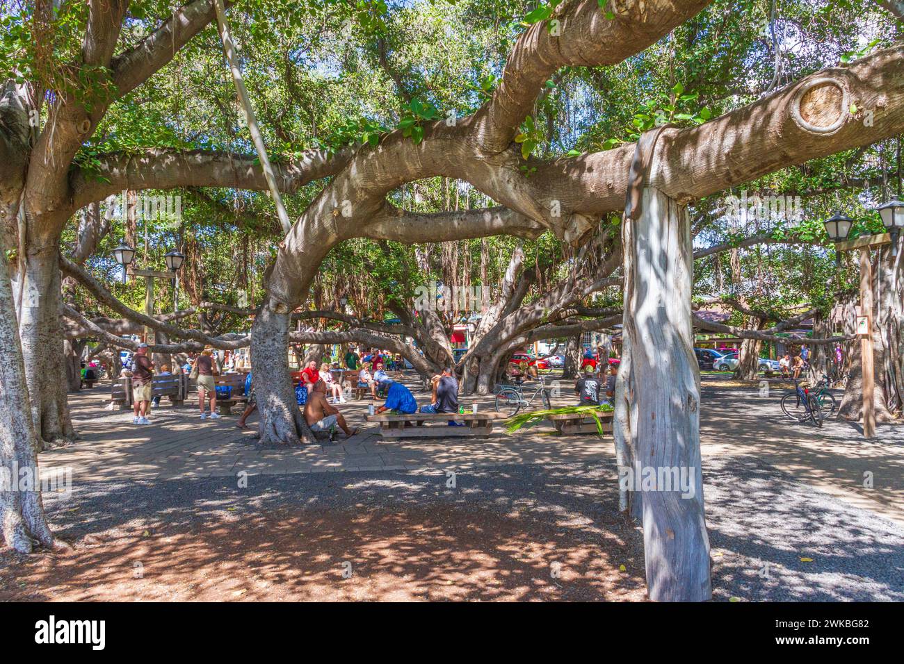 Il Banyan Tree è stata piantata in aprile, 1873 e celebrato il cinquantesimo anniversario di Christian opera missionaria in Lahaina. La struttura è stata importata dall'India Foto Stock