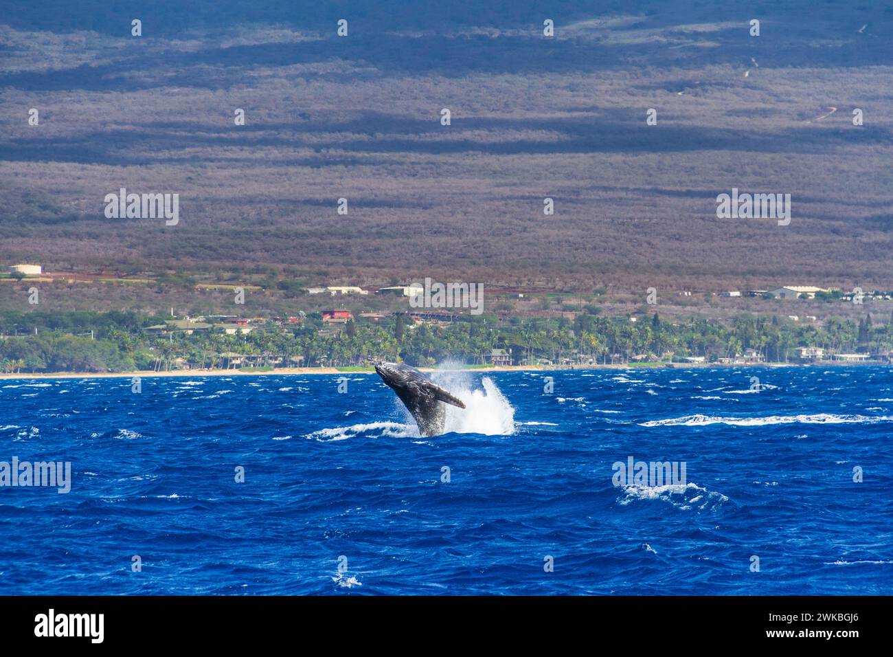 Humpback Whale, Megaptera novaeangliae, in caso di violazione al largo della costa occidentale dell'isola di Maui nelle Hawaii. Foto Stock
