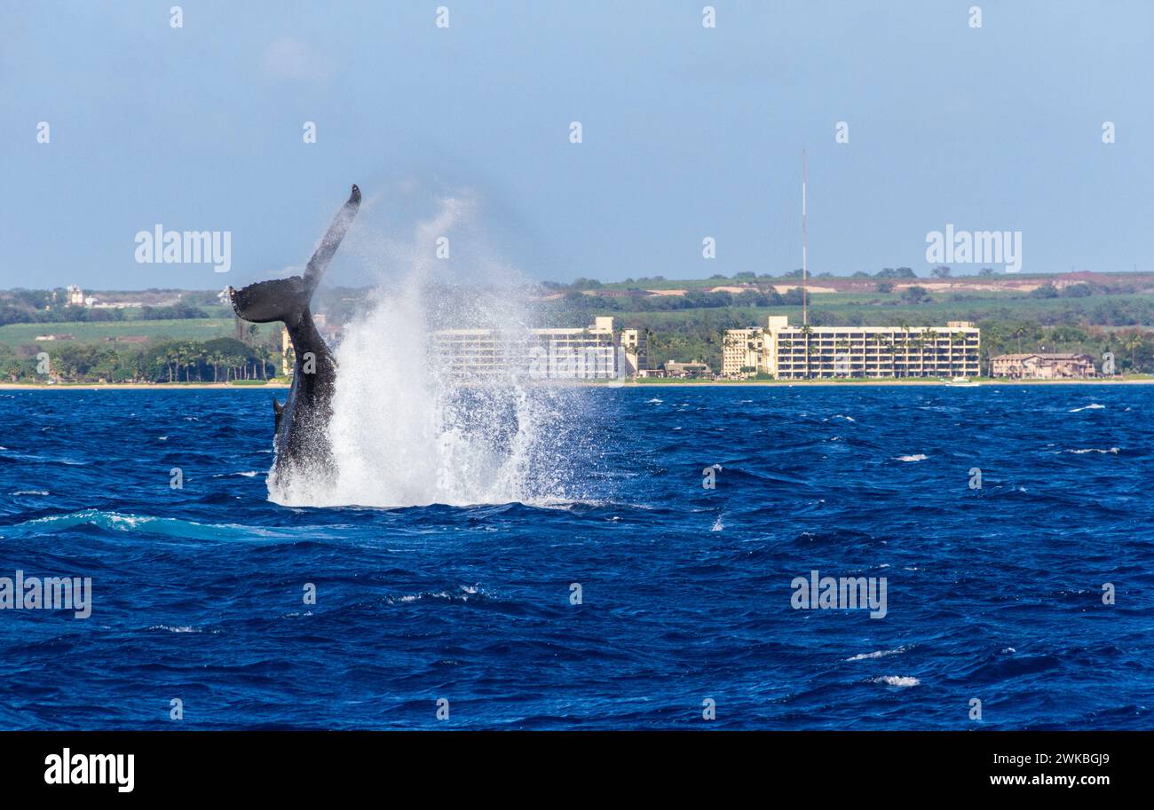 Humpback Whale, Megaptera novaeangliae, in caso di violazione al largo della costa occidentale dell'isola di Maui nelle Hawaii. Foto Stock