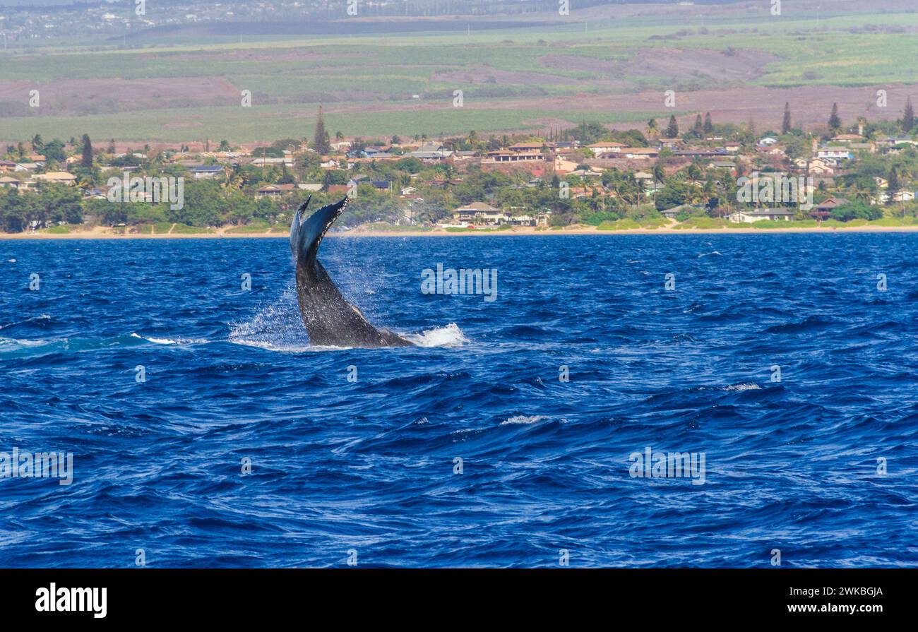 Humpback Whale, Megaptera novaeangliae, al largo della costa occidentale dell'isola di Maui nelle Hawaii. Foto Stock