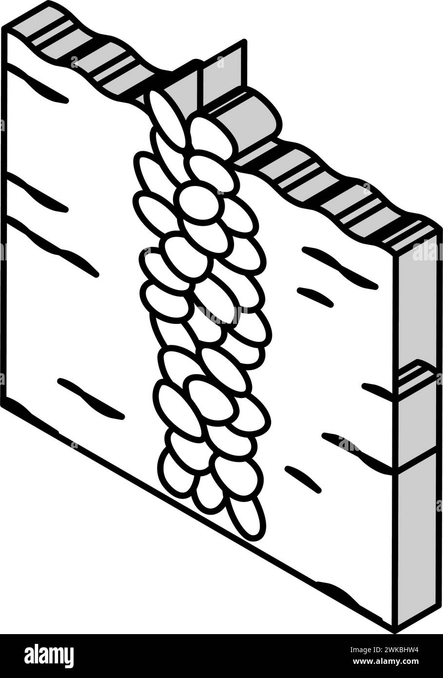 illustrazione vettoriale dell'icona isometrica di cozze in produzione Illustrazione Vettoriale