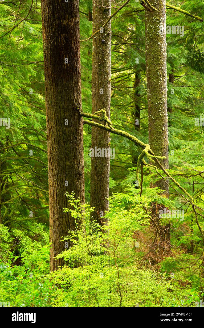 Antica foresta, Oswald West State Park, Oregon Foto Stock