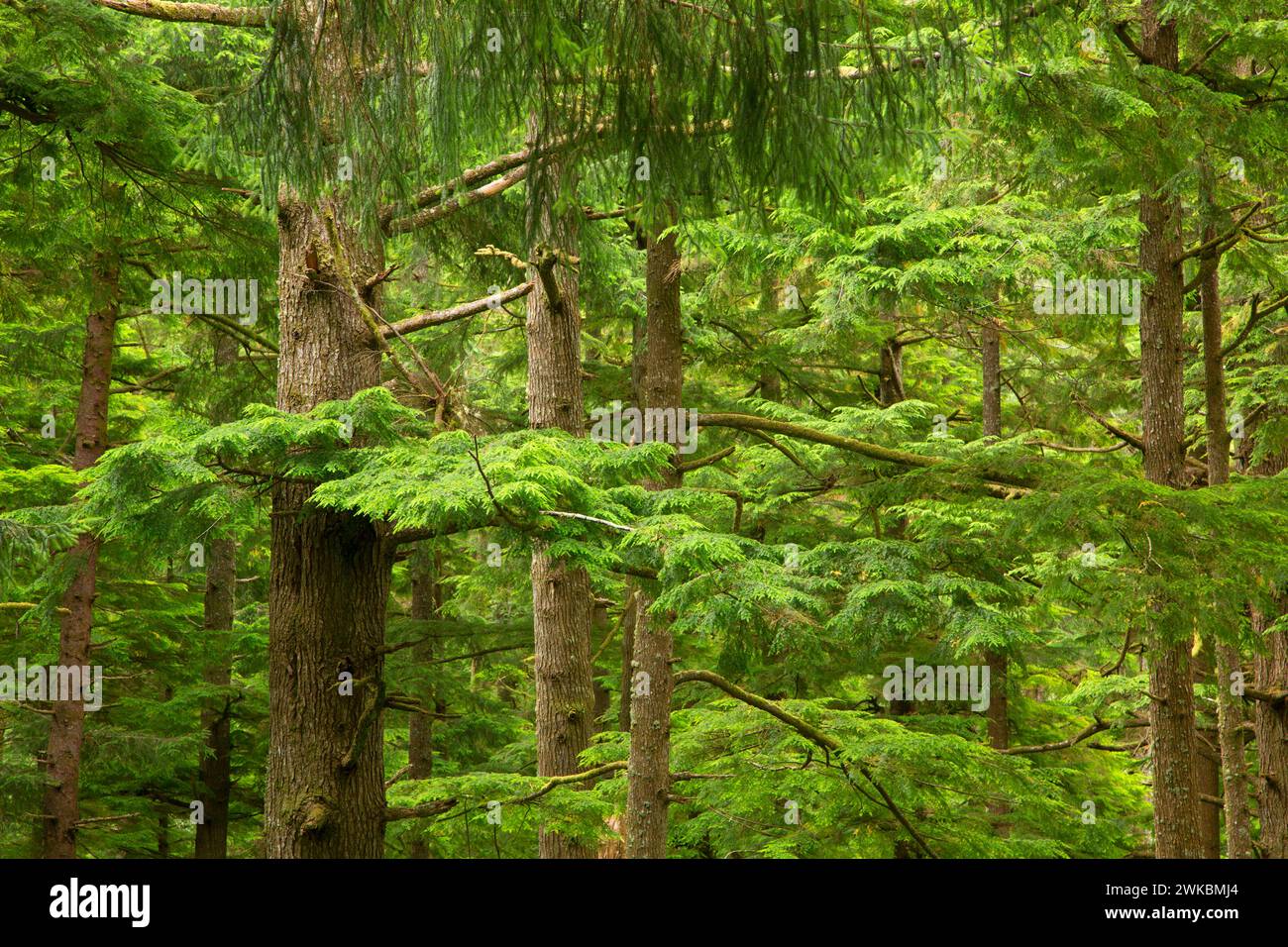 Sitka Abete (Picea sitchensis) - Western hemlock antica foresta, Oswald West State Park, Oregon Foto Stock