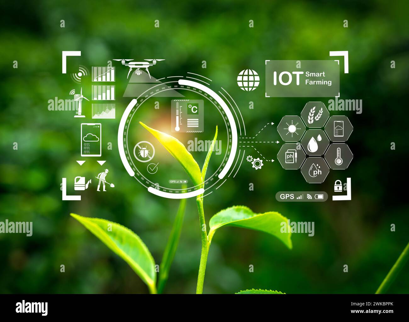 Concetto di tecnologia di trasformazione agricola intelligente. Il cyber display digitale delle icone degli elementi IOT appare sulle foglie di tè verde organico su cultiva Foto Stock