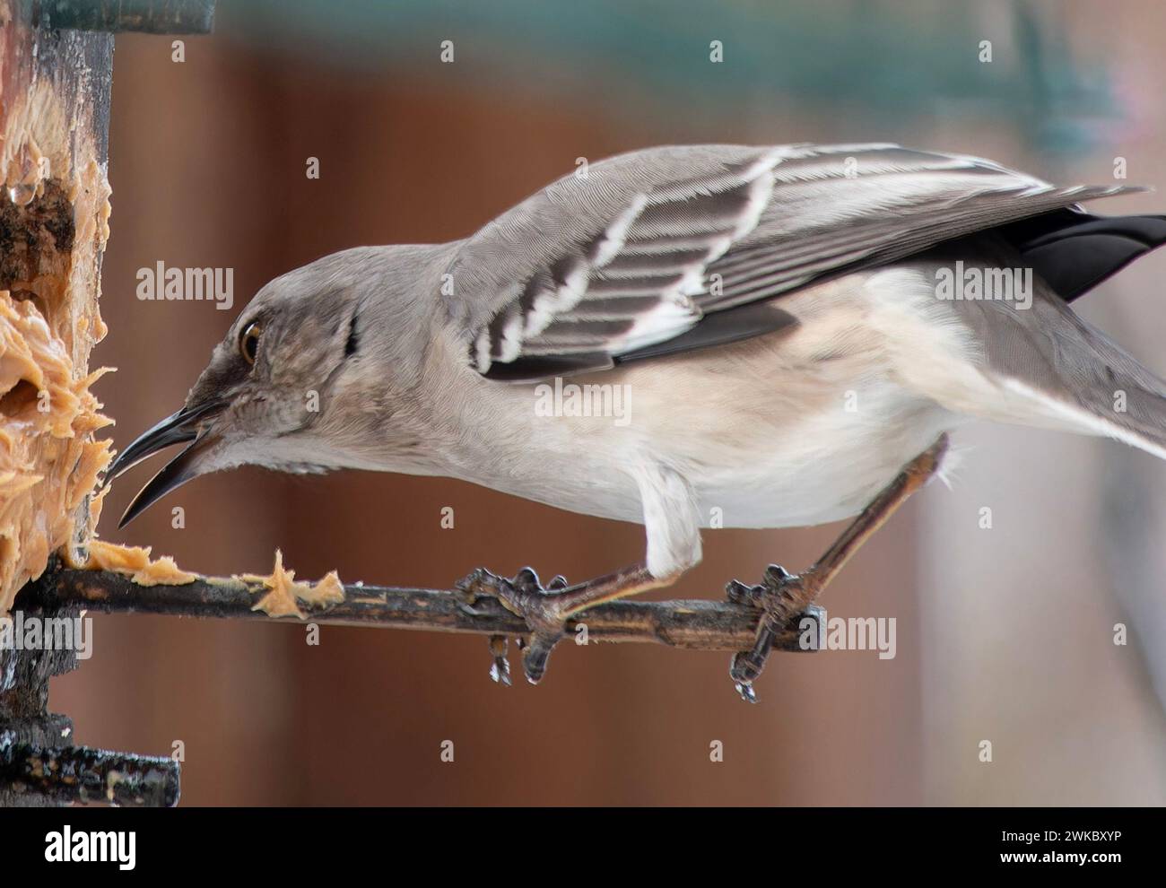 Un uccello del Mockingbird settentrionale su un alimentatore di uccelli da burro di arachidi Foto Stock