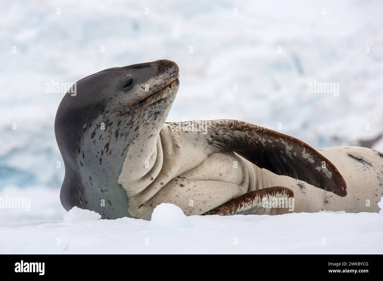 La foca leopardata ( Hydrurga leptonyx ) si è trascinata fuori dall'acqua e riposa sul ghiaccio al largo dell'Isola di Anders, della Penisola Antartica, dell'Antartide Foto Stock