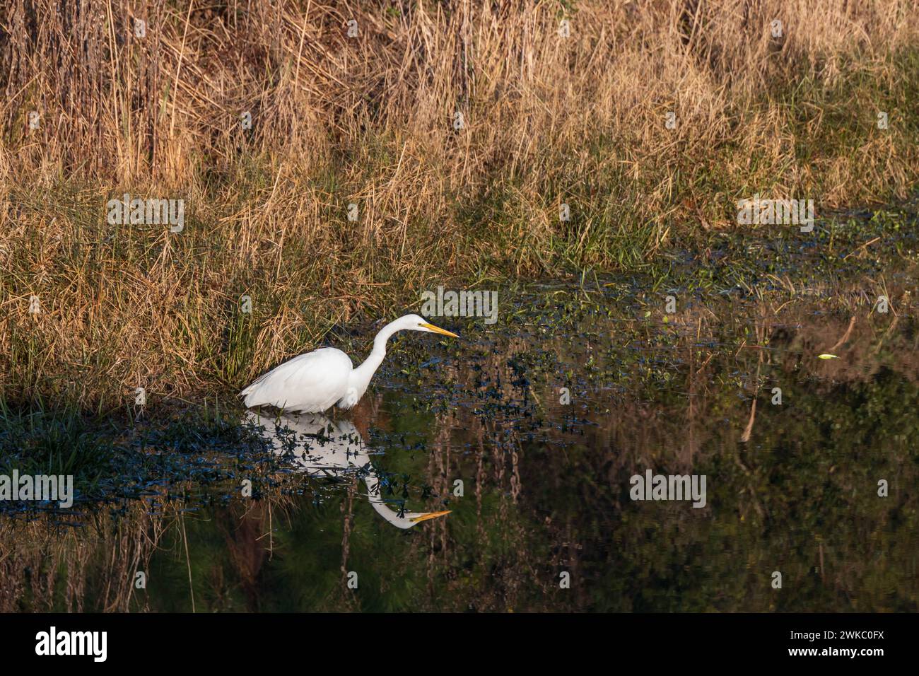 Guado dell'egret bianco nordamericano in una palude Foto Stock