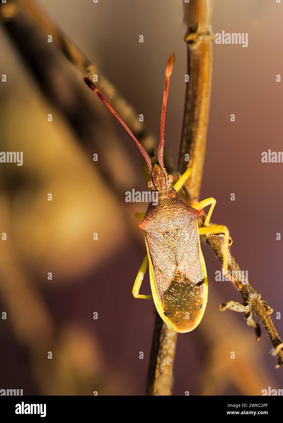 Cimice, (Gonocerus acuteangulatus), tipica emiptera del clima mediterraneo, Maiorca, Isole Baleari, Spagna Foto Stock