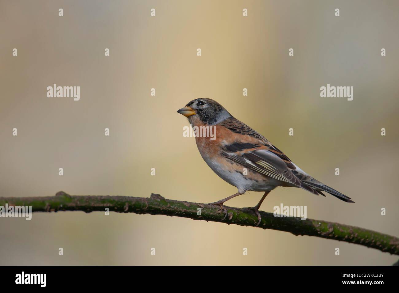 Brambling (Fringilla montifringilla) uccello adulto su un ramo d'albero, Inghilterra, Regno Unito Foto Stock