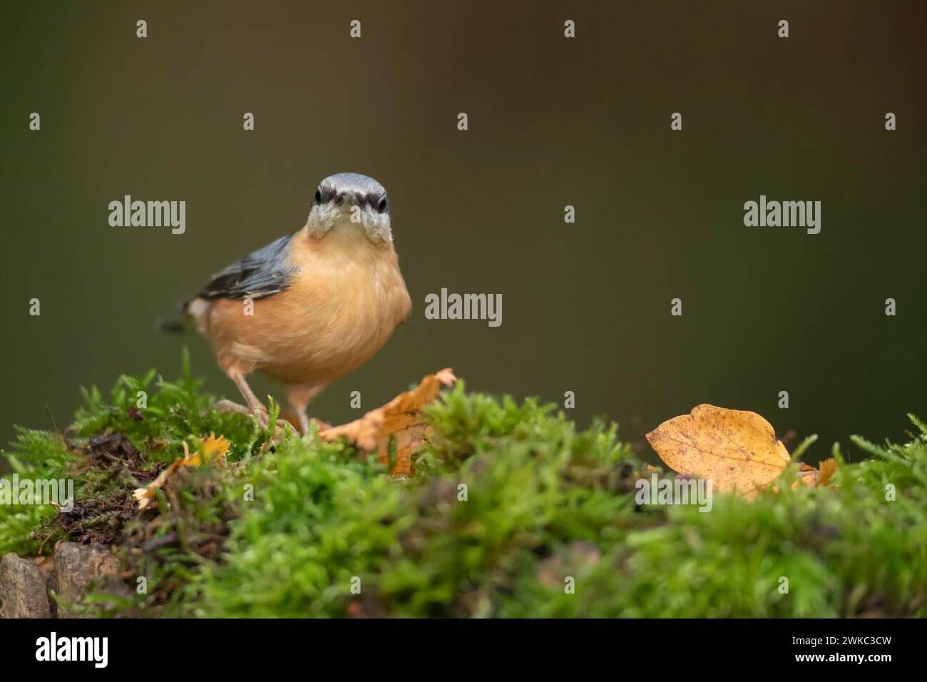 Uccello adulto (Sitta europaea) su un ceppo d'albero coperto di muschio in autunno, Galles, Regno Unito Foto Stock