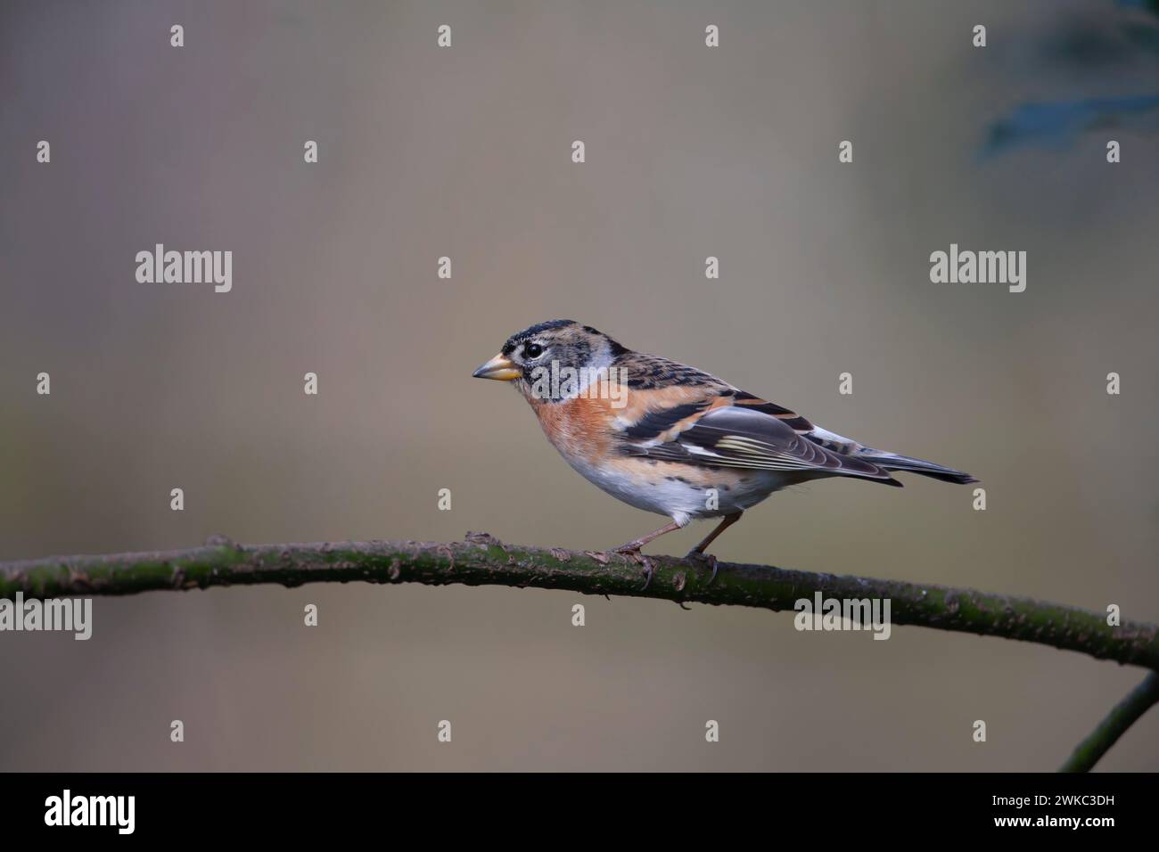 Brambling (Fringilla montifringilla) uccello adulto su un ramo d'albero, Inghilterra, Regno Unito Foto Stock