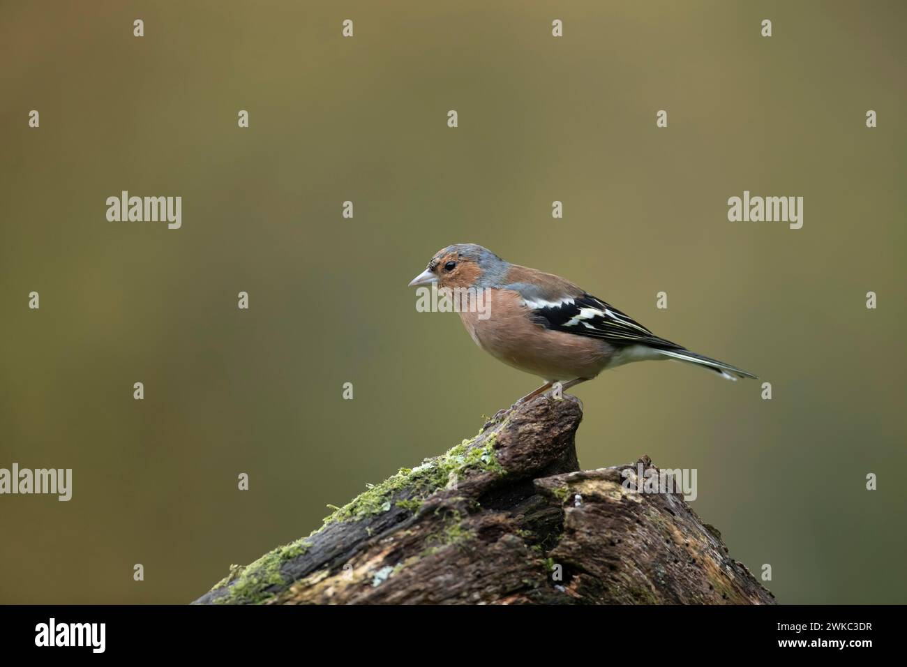 Zaffinch eurasiatico (Fringilla coelebs) uccello maschio adulto su un ceppo d'albero, Inghilterra, Regno Unito Foto Stock