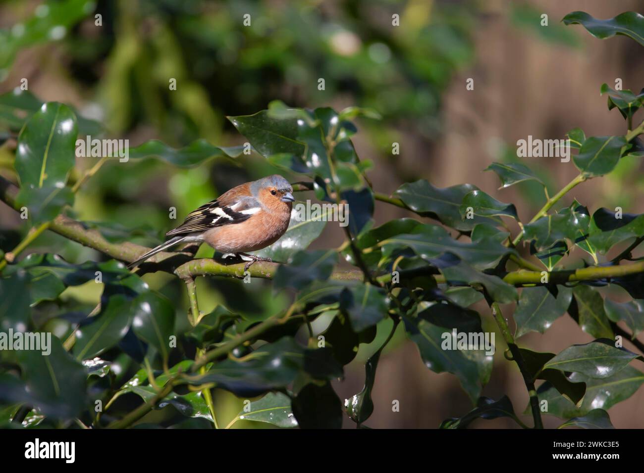 Zaffinch eurasiatico (Fringilla coelebs) uccello maschio adulto su un ramo di albero di Holly, Inghilterra, Regno Unito Foto Stock