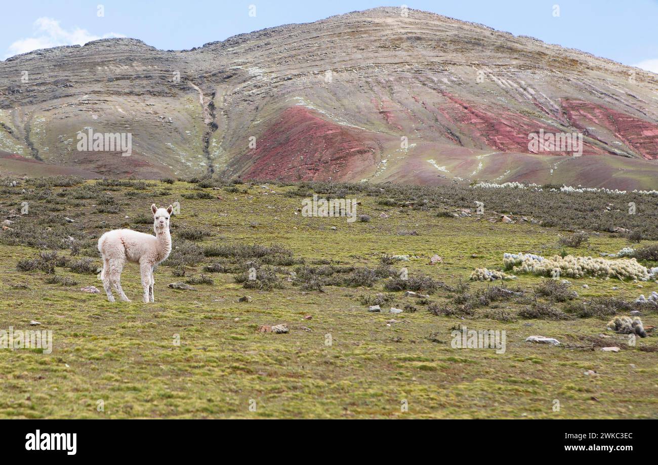 Alpaca (Vicugna pacos) in un prato degli altopiani andini, dietro la Cordillera de Colores o Rainbow Mountains a Palccoyo, Checacupe Foto Stock