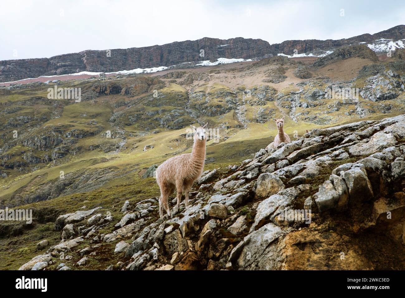 Alpacas (Vicugna pacos) su una roccia degli altopiani andini, Palccoyo, distretto di Checacupe, provincia di Canchis, regione di Cusco, Perù Foto Stock