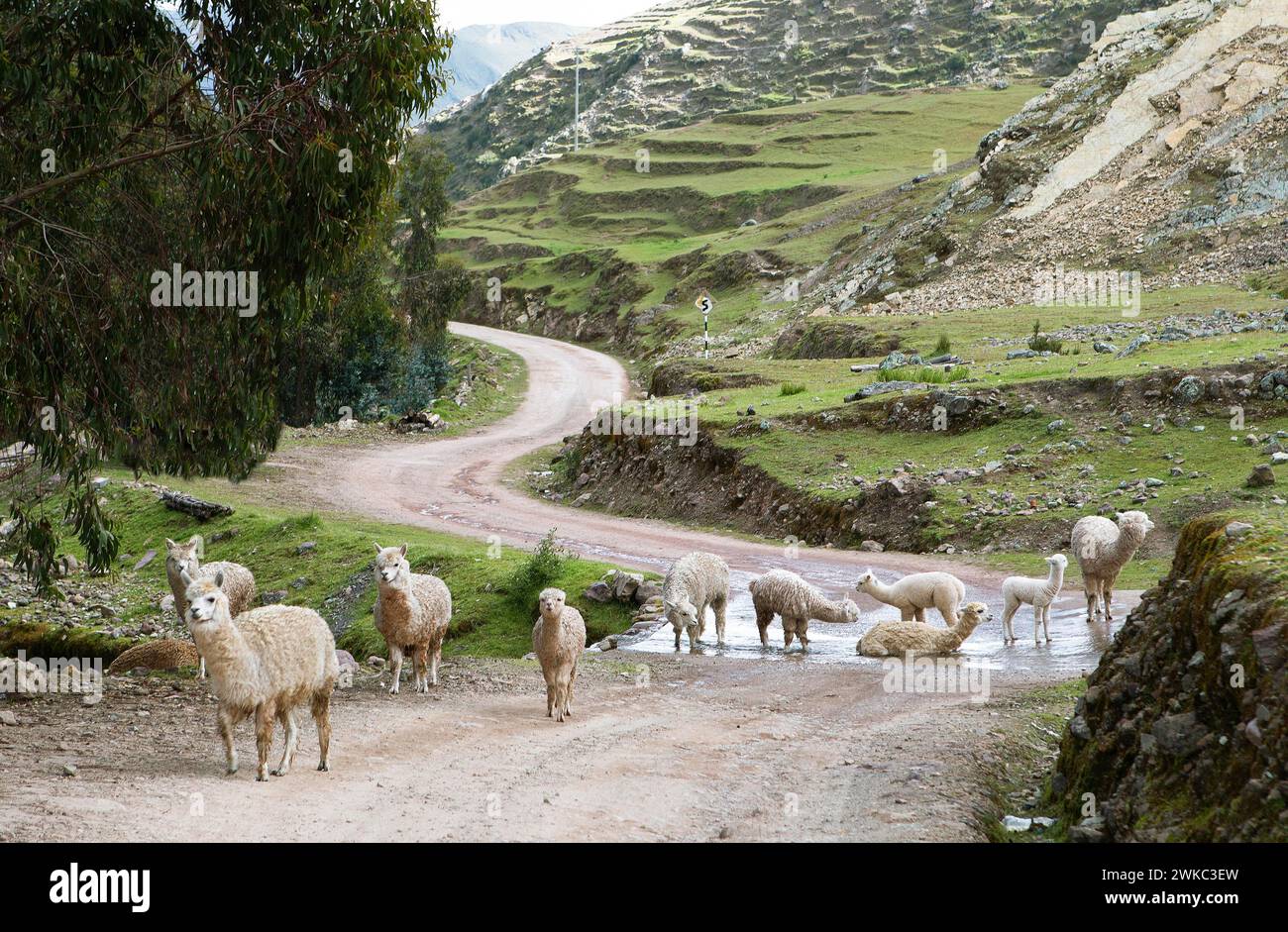Alpacas (Vicugna pacos) su una pista sabbiosa negli altopiani andini, Palccoyo, distretto di Checacupe, provincia di Canchis, regione di Cusco, Perù Foto Stock