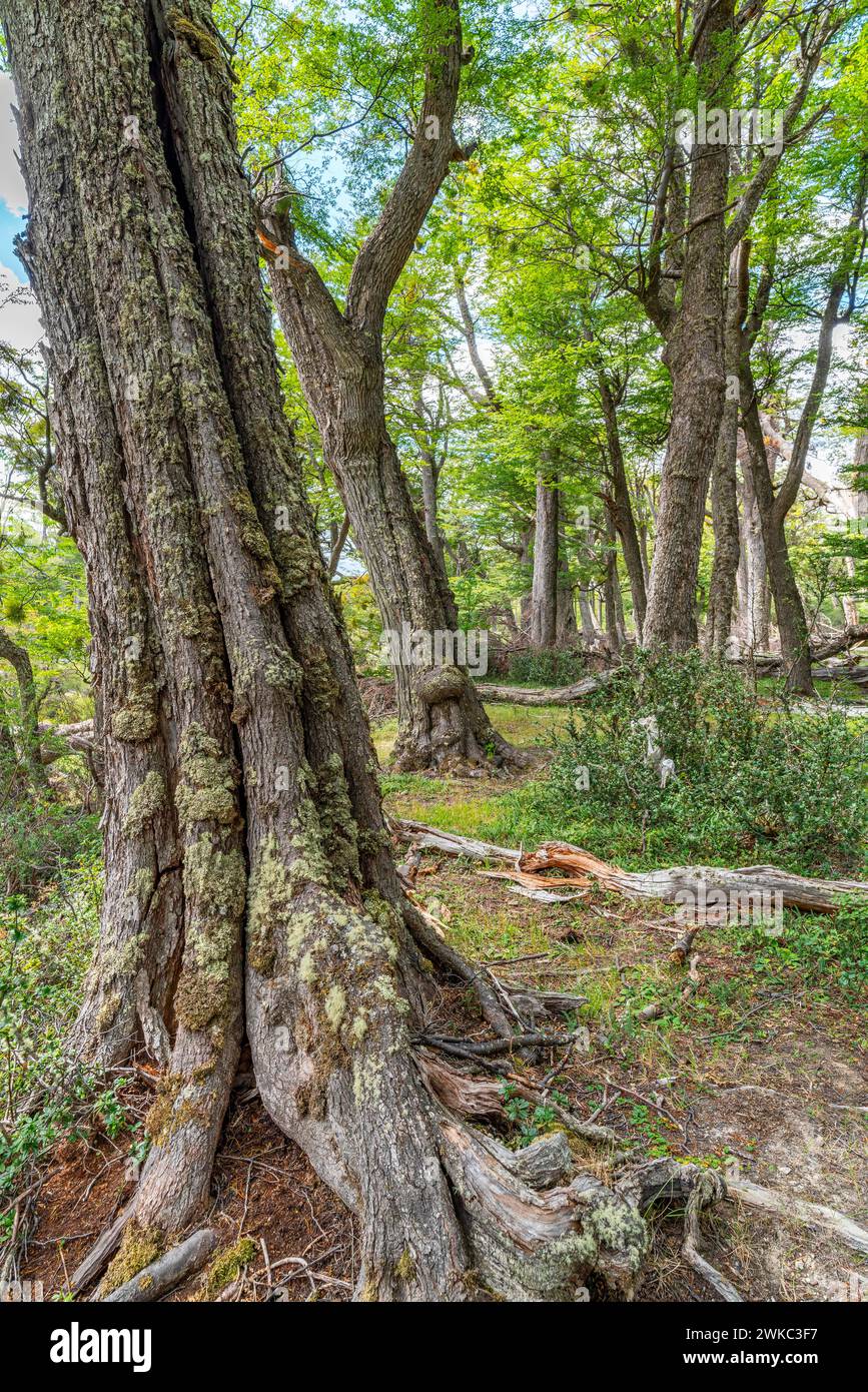 Foresta di faggi meridionali (Nothofagus) sulle rive del fiume Lasifahaj, isola Tierra del Fuego, Patagonia, Argentina Foto Stock