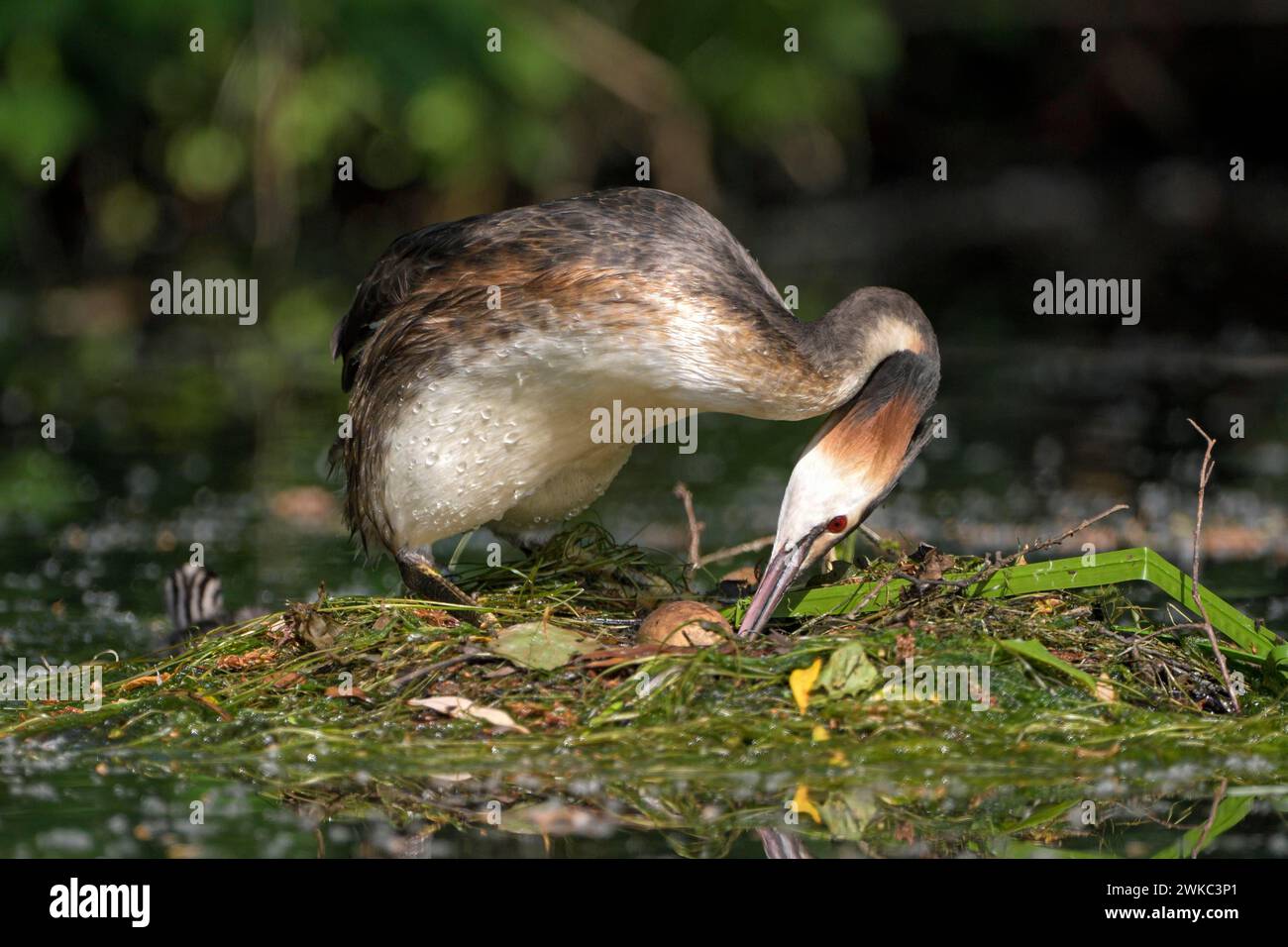 Great Crested Grebe (Podiceps Cristatus), uccello adulto che gira un uovo nel nido, con pulcini sulla schiena, Krickenbecker Seen, Renania settentrionale-Vestfalia Foto Stock