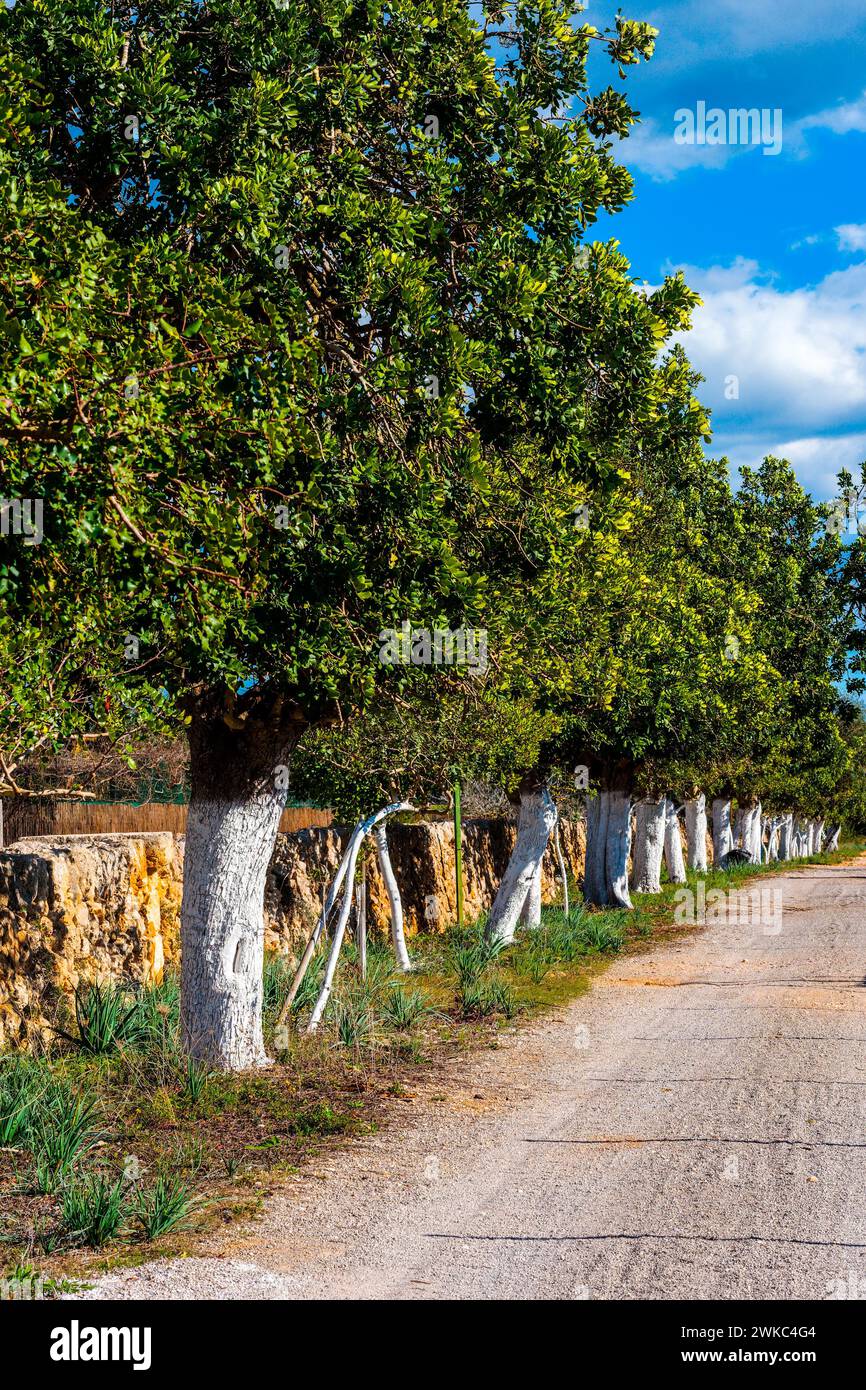 Vernice protettiva per alberi e agente di rinforzo per piante per tronchi di alberi Foto Stock