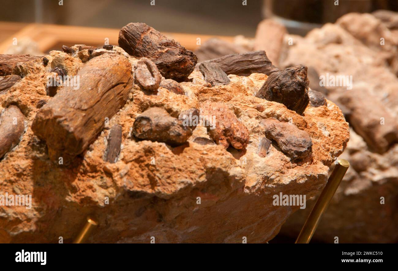 Combustibili presentano a Thomas Condon Centro di Paleontologia, John Day Fossil Beds National Monument-Sheep unità di roccia, Oregon Foto Stock