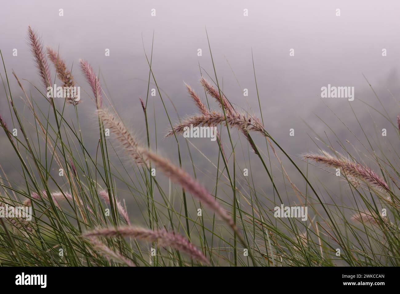 Canne che ballano alla brezza di montagna Foto Stock