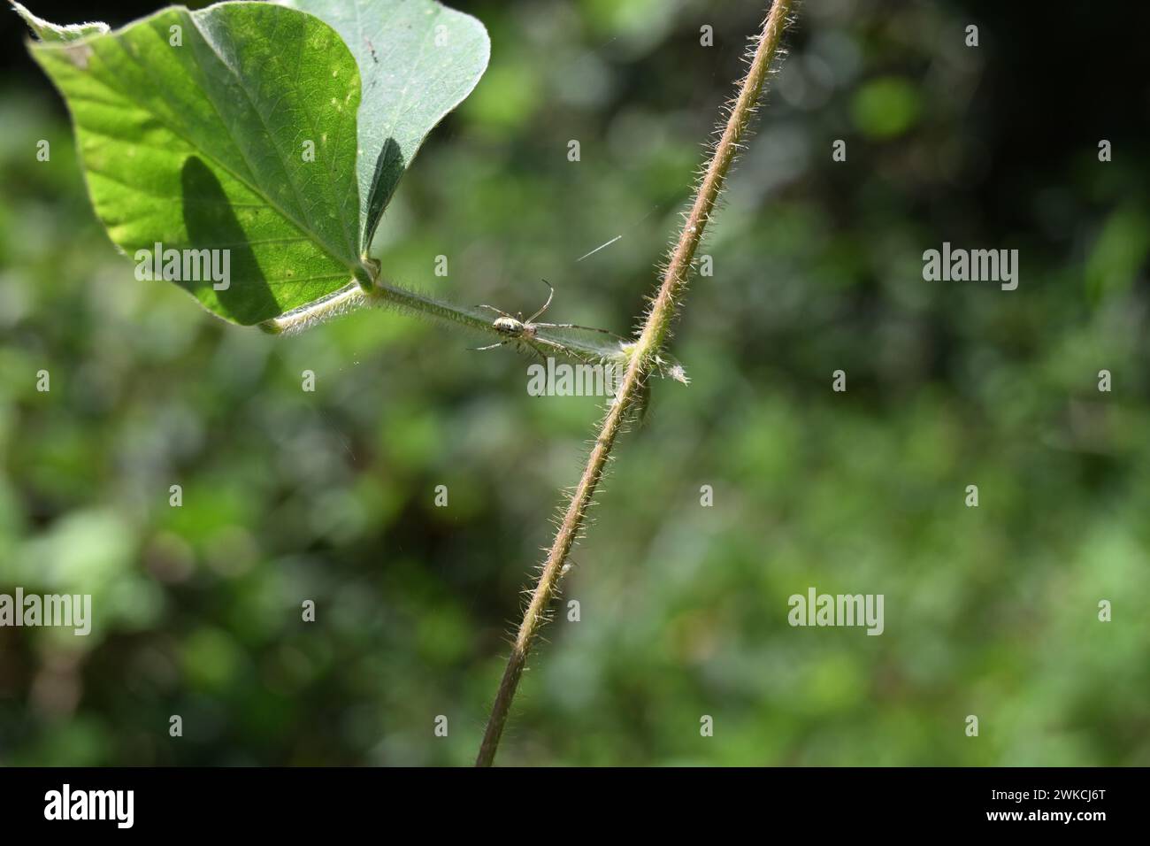 Un ragno tessitore di orbe di frutteto può essere visto seduto sulla sommità di un fusto di foglie di una pianta tropicale di kudzu Foto Stock