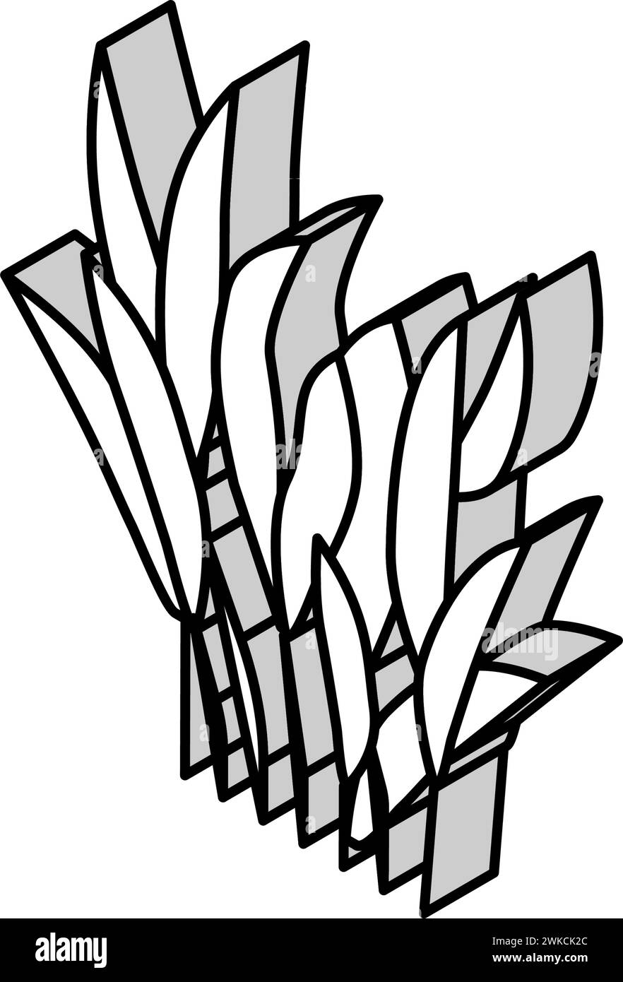 illustrazione vettoriale dell'icona isometrica di java fern Illustrazione Vettoriale