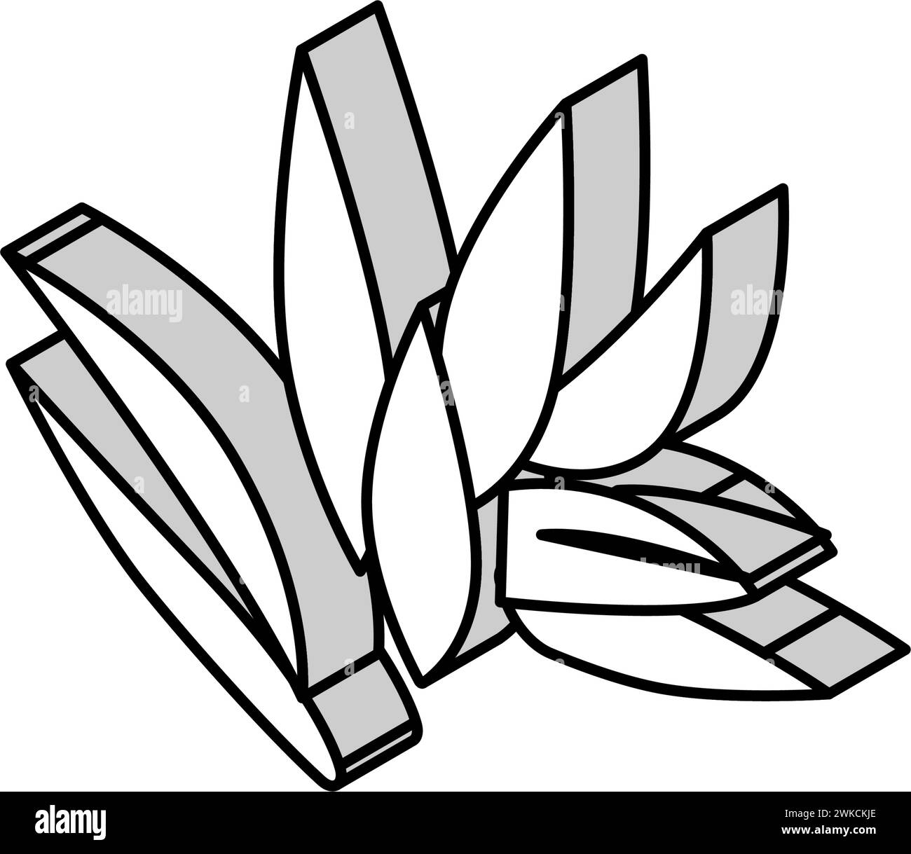 illustrazione vettoriale dell'icona isometrica di cryptocoryne wendttii Illustrazione Vettoriale