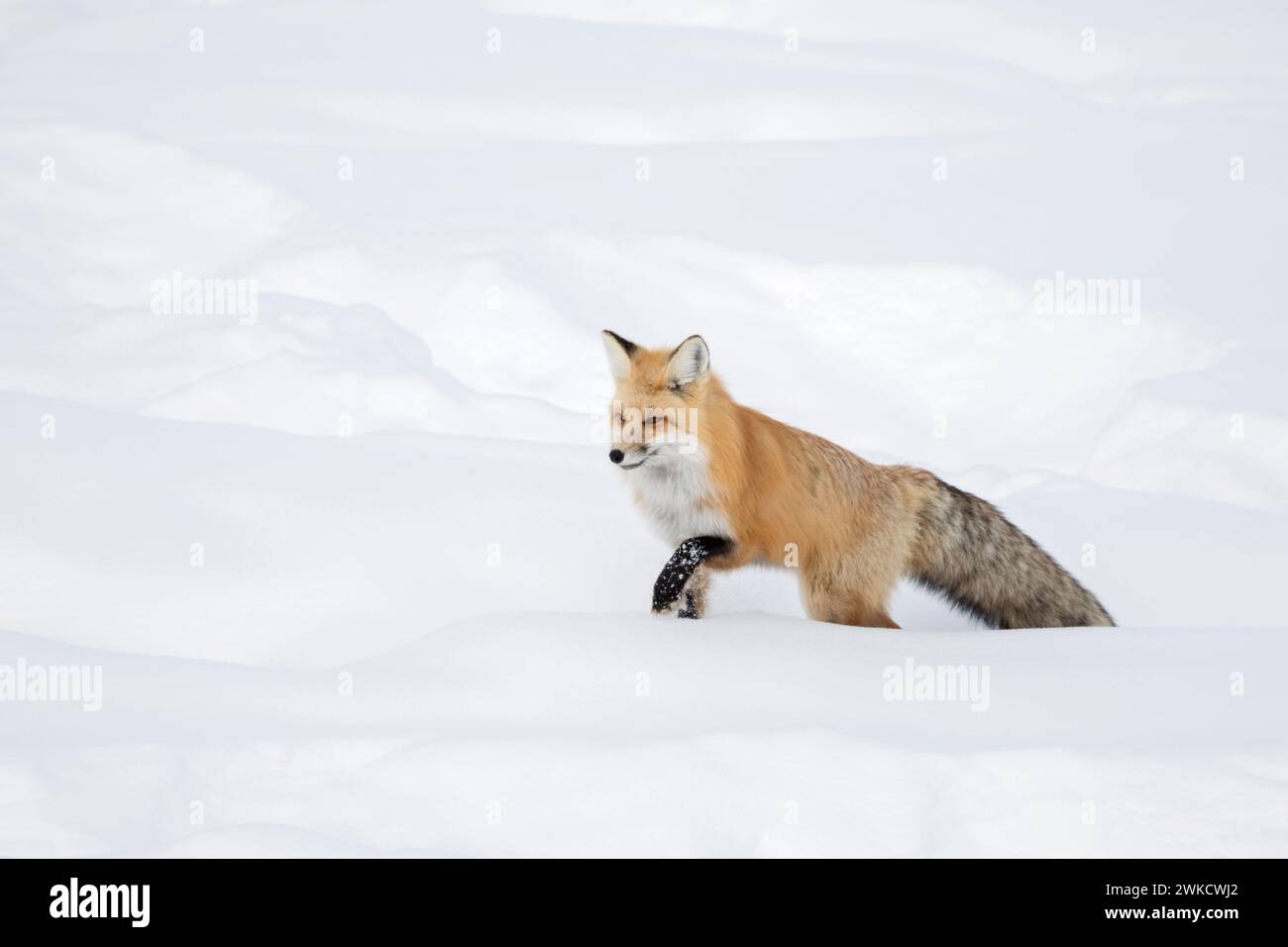 American Red Fox ( Vulpes vulpes fulva ) in inverno in esecuzione attraverso la neve profonda, Yellowstone NP, Wyoming negli Stati Uniti. Foto Stock
