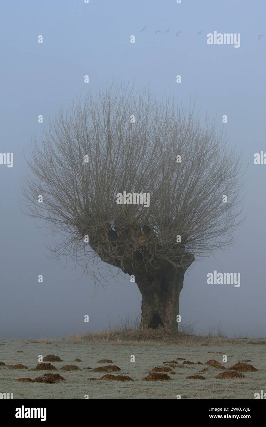 Il vecchio Pollard Willow con oche volanti sopra in una mattinata nebbiosa con hoarfrost, regione del basso Reno, Germania. Foto Stock