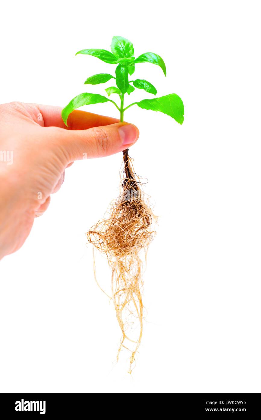 Mano che tiene in mano un giovane tiro di basilico con un sistema di radici denso e sano, appoggiato su uno sfondo bianco pulito. La gioia del giardinaggio e la freschezza di Foto Stock