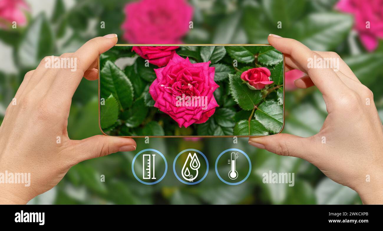 Telefono in mano per la scansione del fiore di rosa rosa utilizzando l'app mobile per l'identificazione e la diagnostica dell'impianto. Foto Stock