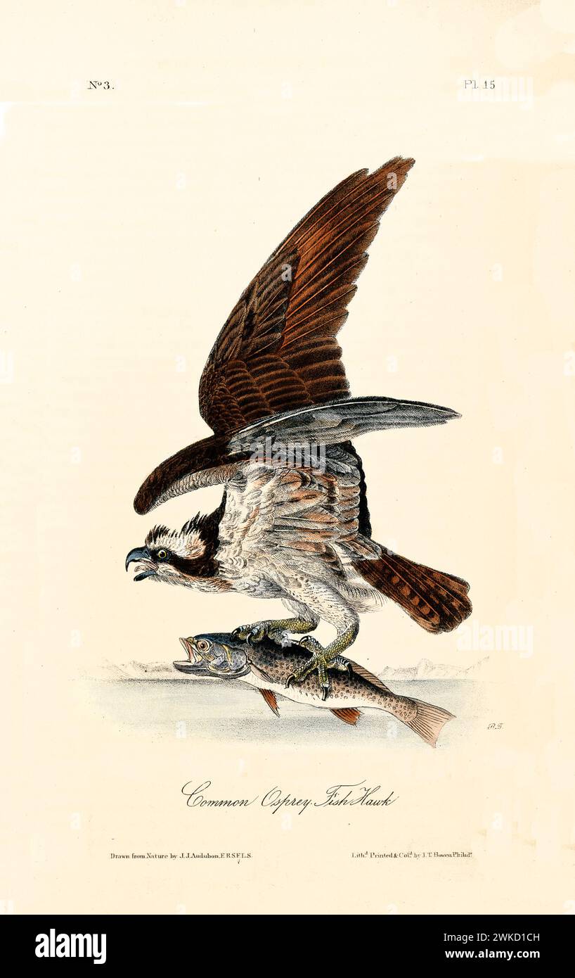 Vecchia illustrazione incisa del falco comune (Pandion haliaetus). Creato da J.J. Audubon: Birds of America, Philadelphia, 1840 Foto Stock