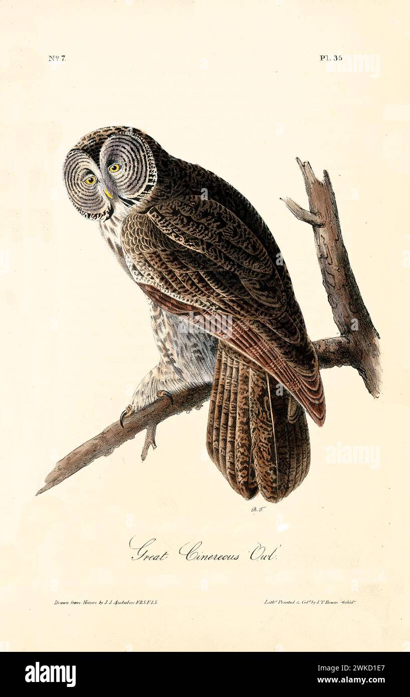 Vecchia illustrazione incisa del grande gufo comune (Stryx nebulosa). Creato da J.J. Audubon: Birds of America, Philadelphia, 1840 Foto Stock