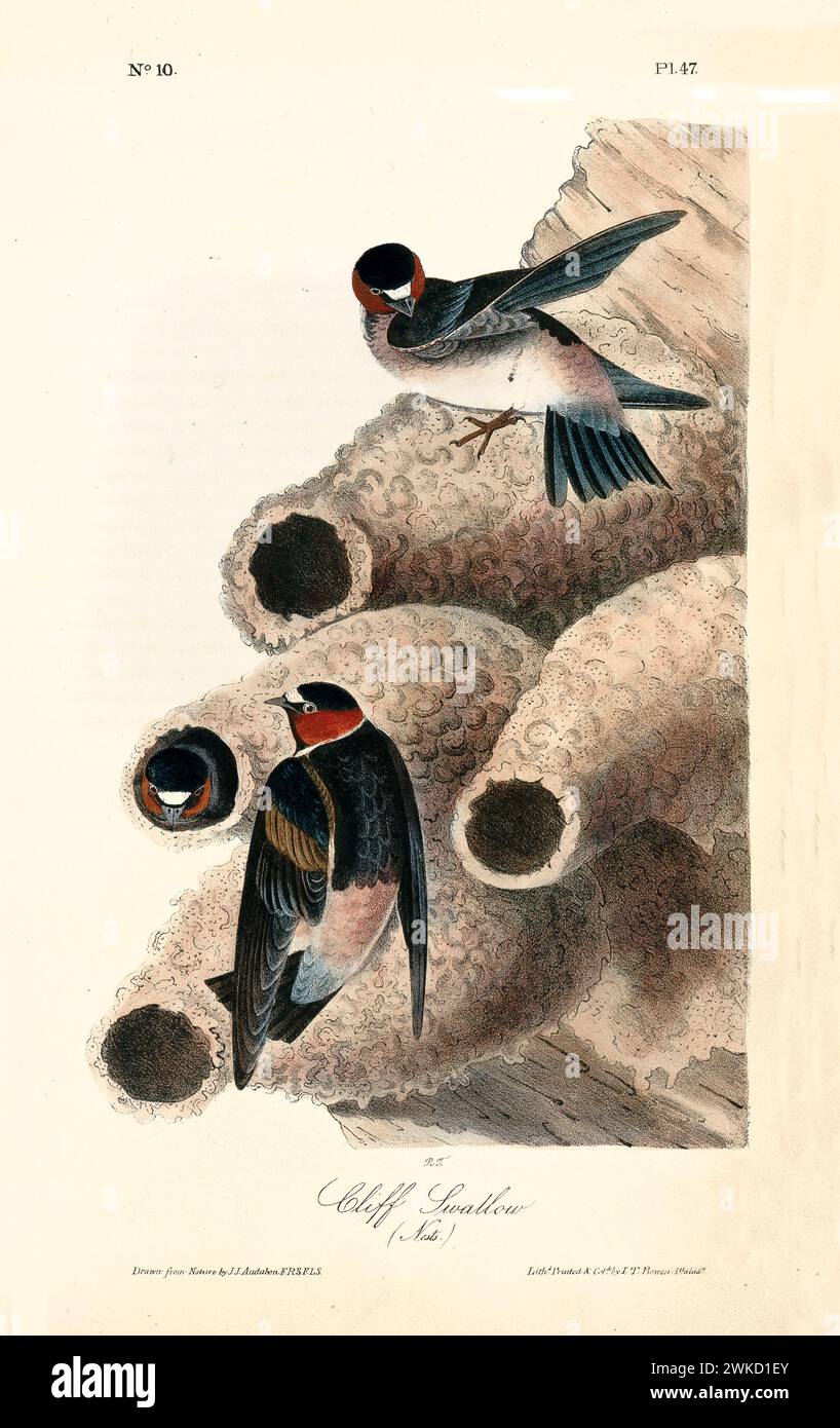 Vecchia illustrazione incisa della rondine della scogliera (Petrochelidon pyrrhonota). Creato da J.J. Audubon: Birds of America, Philadelphia, 1840 Foto Stock