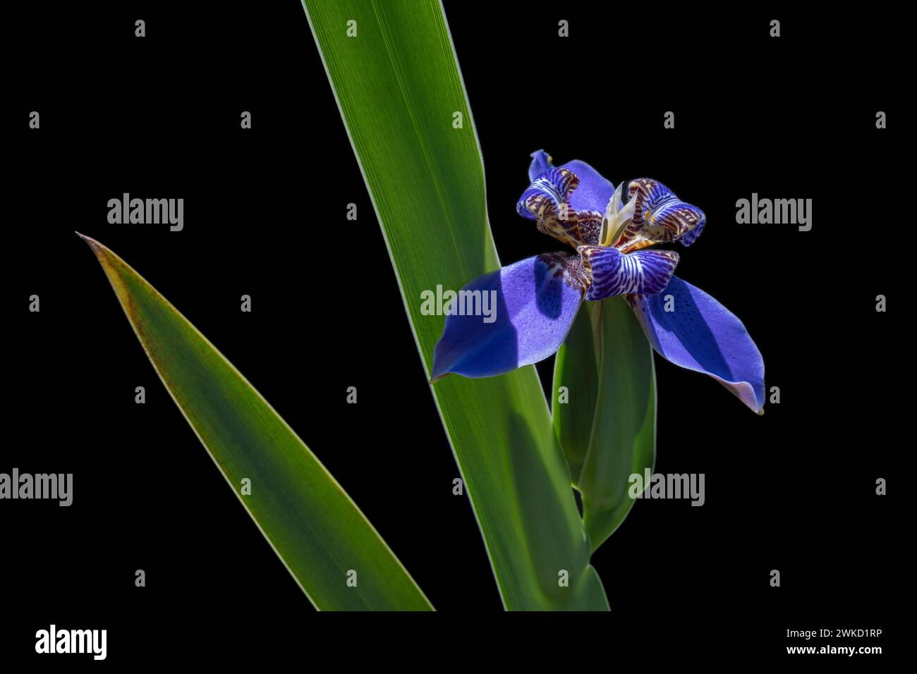 Colorato fiore blu viola di neomarica caerulea, noto anche come Iris camminante o Iris apostolo con foglia, isolato dalla luce solare brillante su sfondo nero Foto Stock