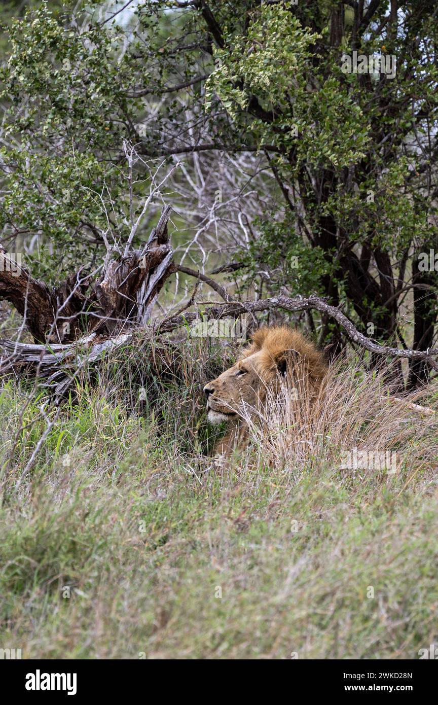 Il leone africano in un habitat naturale, nella natura selvaggia, si trova in erba verde cespugli. Safari nella savana del Sudafrica. Carta da parati animali selvatici. Kruger Foto Stock