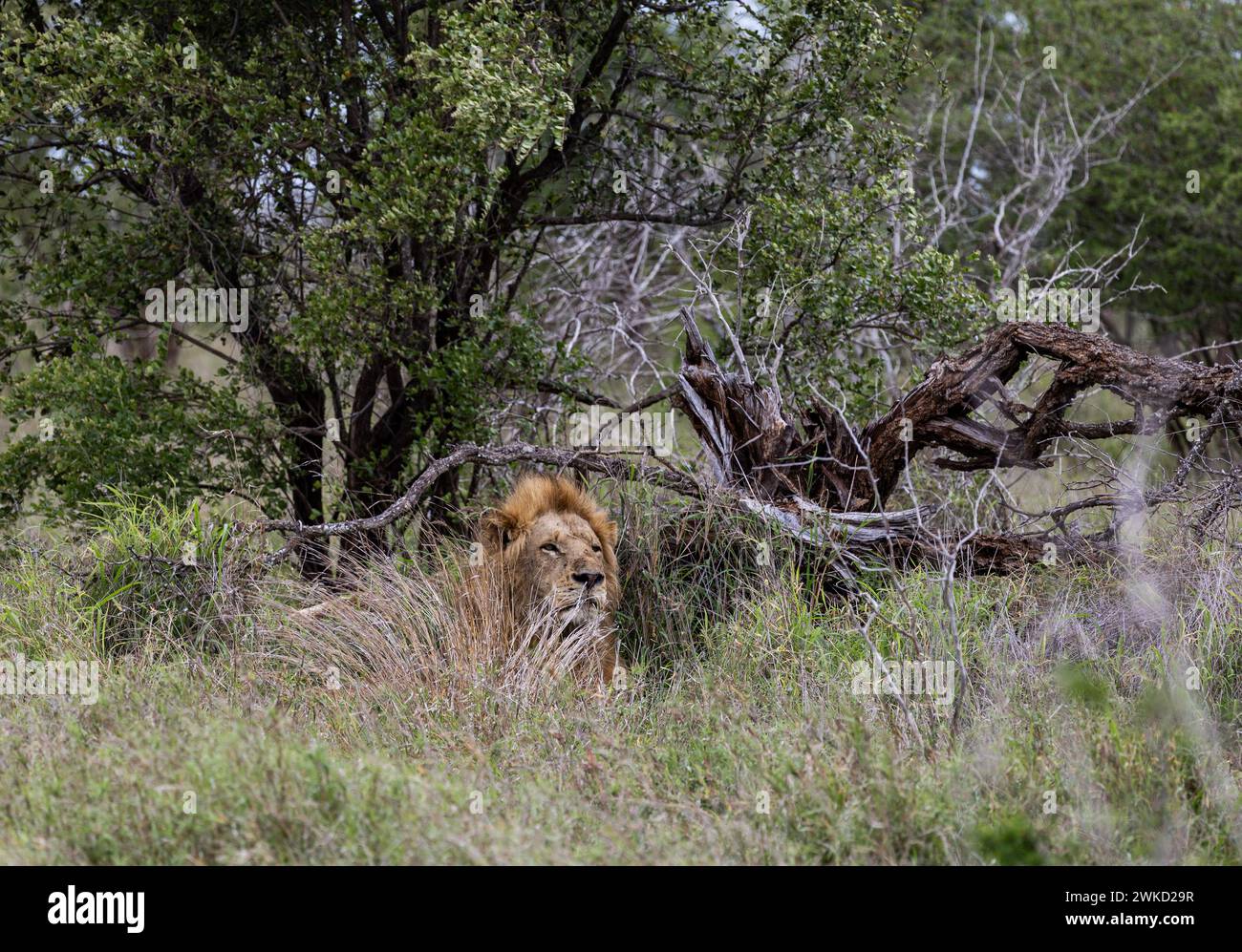 Un grande e bellissimo leone africano in un habitat naturale, nella natura selvaggia, si trova in erba verde cespugli. Safari nella savana del Sudafrica. Carta da parati animali Foto Stock