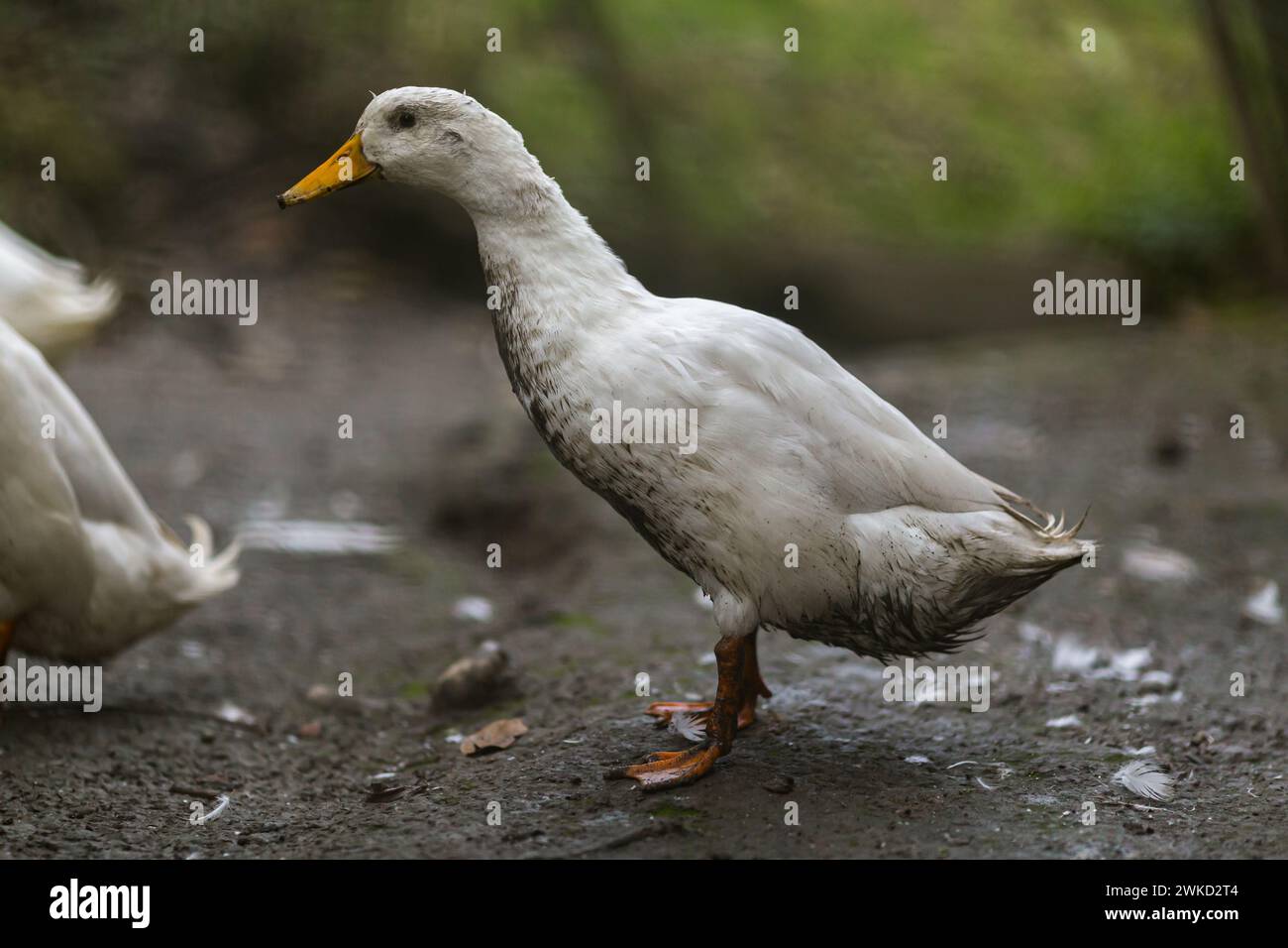 Un'anatra ricoperta di fango in natura Foto Stock